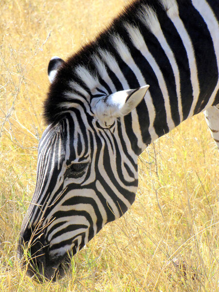 Zebra in Etosha National Park, Namibia