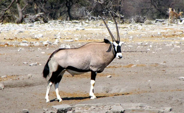 Oryx... — Fotografia de Stock