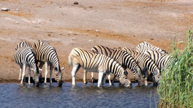 Drinking zebras clipart