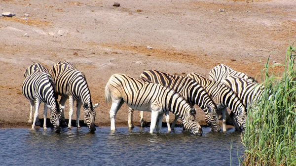 Pití zebry — Stock fotografie