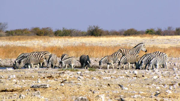 Пьющие зебры — стоковое фото