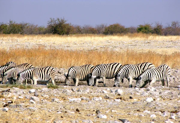 Drinking zebras — Stock Photo, Image