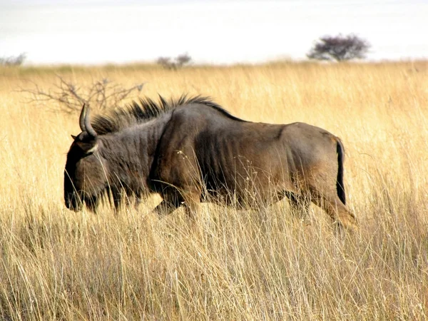 GNU — Stockfoto