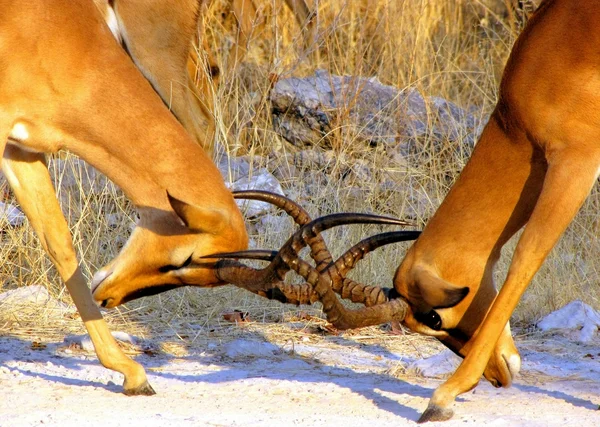 Impala machos luchando — Foto de Stock