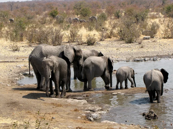 Семейство слонов — стоковое фото