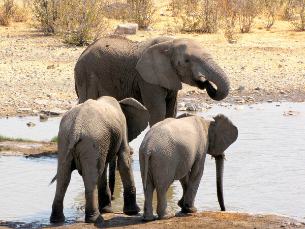 Elephants at waterhole in Etosha National Park, Namibia