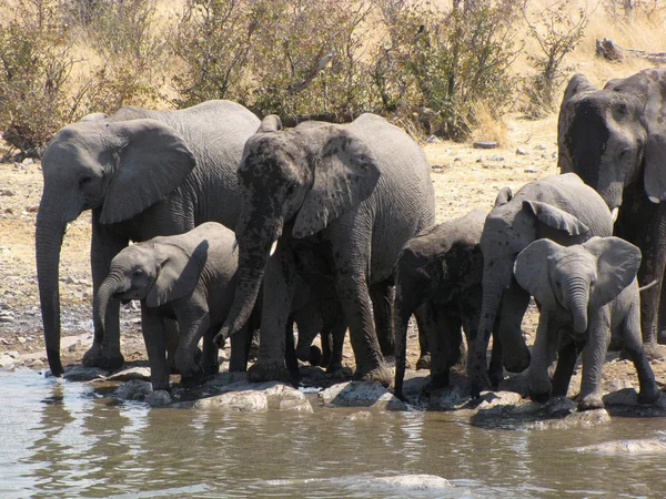 Família dos elefantes — Fotografia de Stock