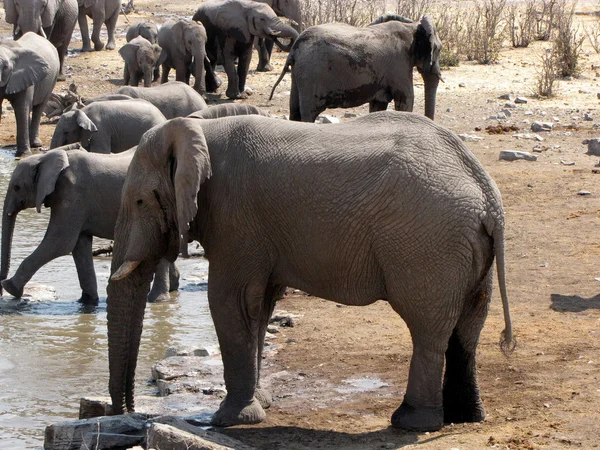 Семейство слонов — стоковое фото