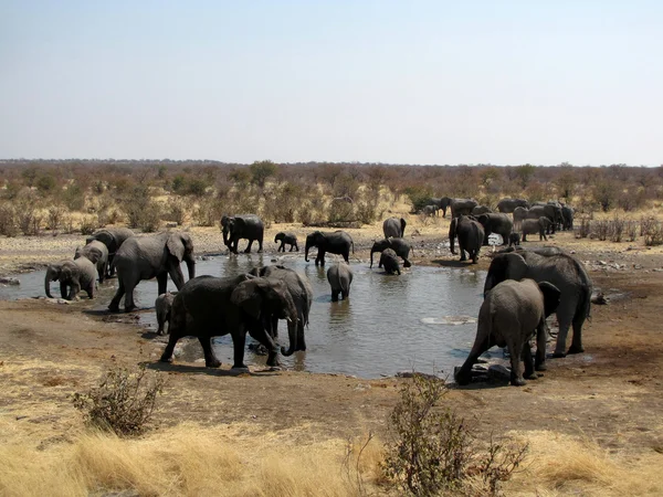 Familia de elefantes Imágenes De Stock Sin Royalties Gratis