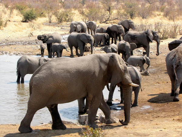 Elefant familj Stockbild