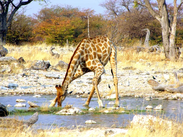 Bere giraffa — Foto Stock