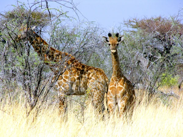 Girafa bebé — Fotografia de Stock