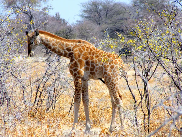 Baby giraffe — Stockfoto