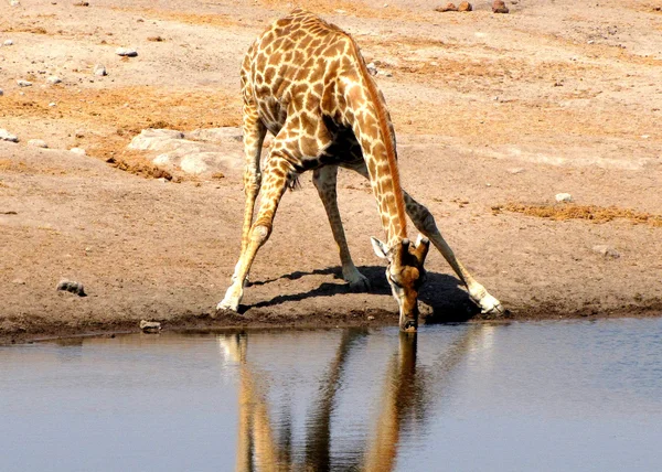 Drinken giraffe — Stockfoto