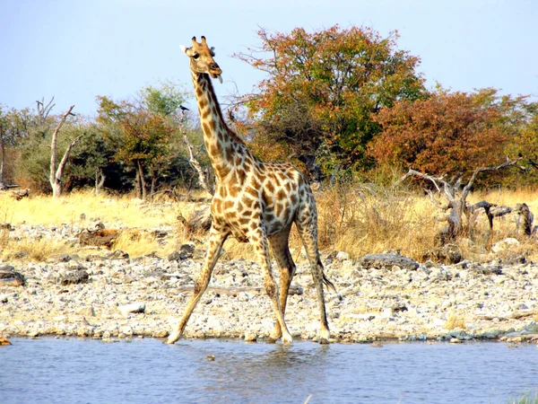 Beber jirafa — Foto de Stock