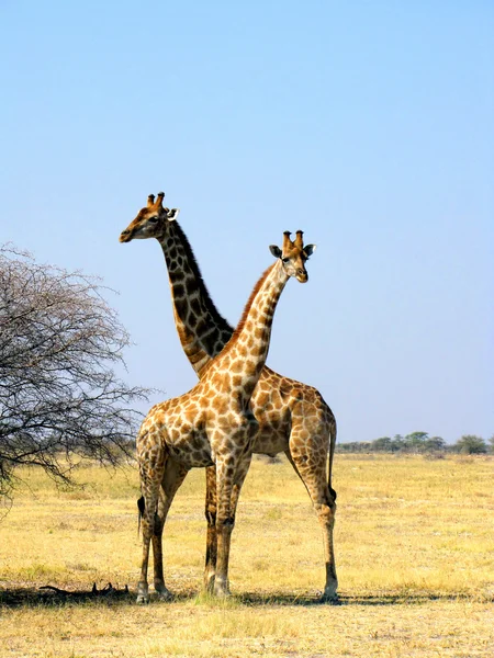 Żyrafy — Zdjęcie stockowe