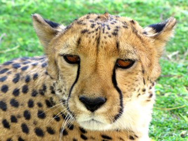 Cheetah clipart