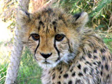 Cheetah cub clipart