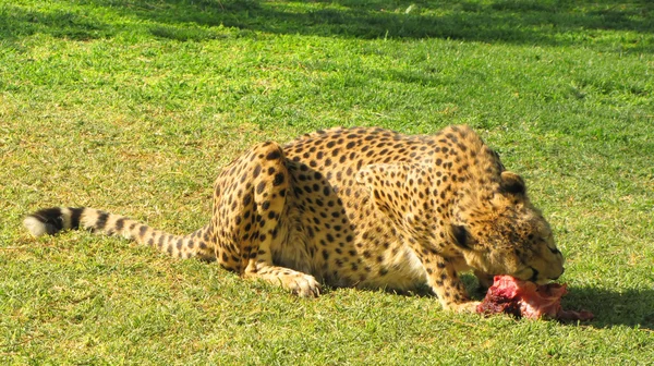 Étkezési cheetah — Stock Fotó