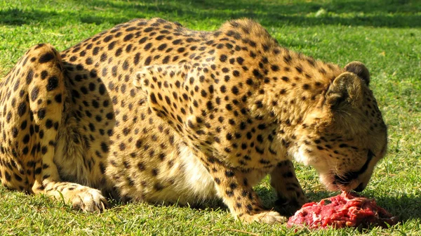 Jedzenie gepard — Zdjęcie stockowe