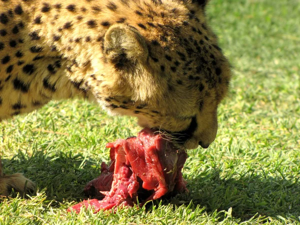 먹는 치타 — 스톡 사진