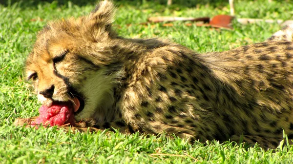 Cheetah yeme — Stok fotoğraf