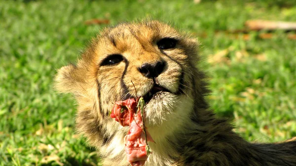 Jedzenie gepard — Zdjęcie stockowe