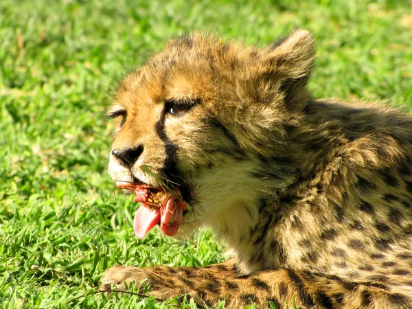 Comer guepardo — Foto de Stock