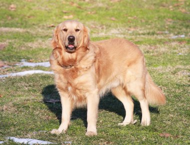 Golden Retriever