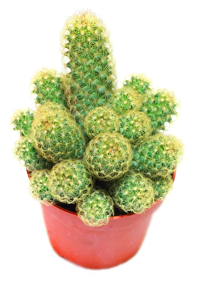 Cactus — Stock Photo, Image