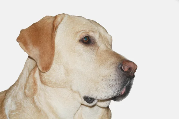 Labrador hond — Stockfoto