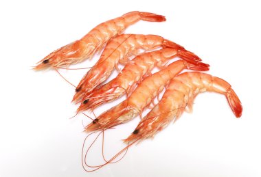 Shrimp clipart