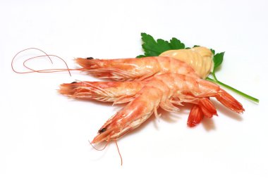 Shrimp clipart