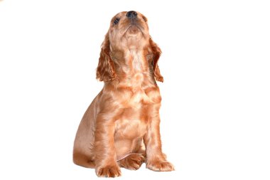 Puppy cocker clipart