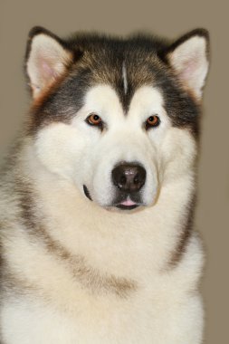 Alaskan malamute dog clipart