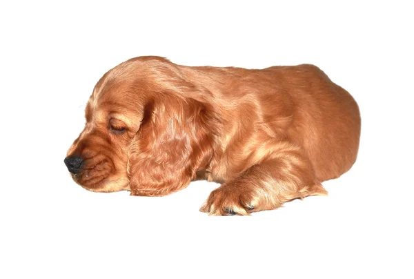 Koiranpentu cocker — kuvapankkivalokuva