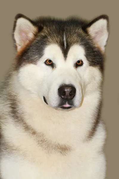 アラスカンマラミュート犬 — ストック写真