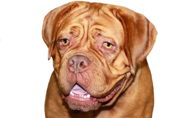 Собачье бордо — стоковое фото