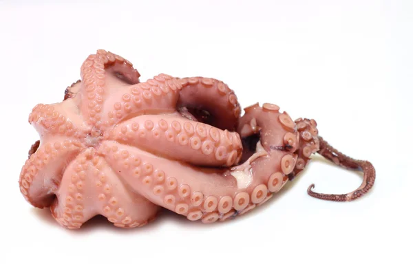 Chobotnice — Stock fotografie