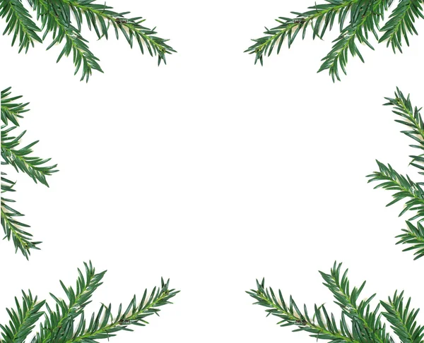 stock image Decoration pine