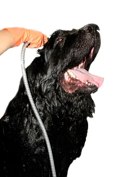 Terranova perro — Foto de Stock