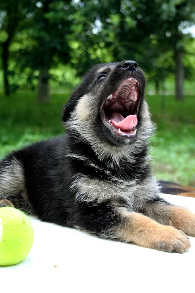 독일 셰퍼드 강아지 — 스톡 사진