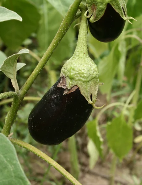 stock image Aubergine