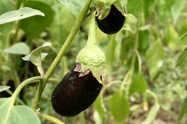 stock image Aubergine