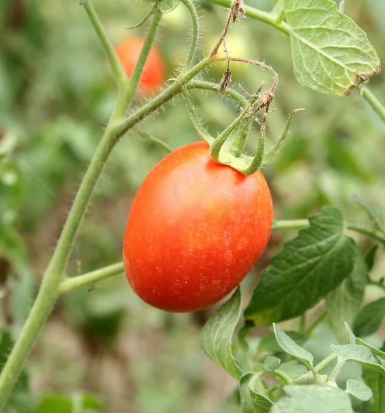 stock image Tomatoes plant