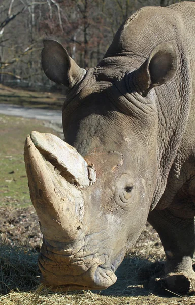 Rhinoceront — Zdjęcie stockowe