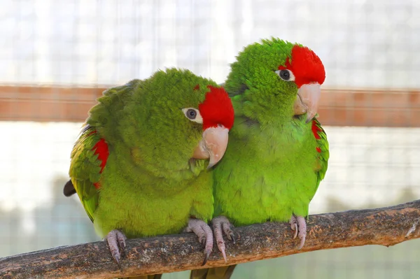 Papugi — Zdjęcie stockowe