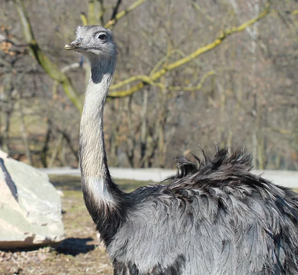Een volwassen mannelijke struisvogel — Stockfoto