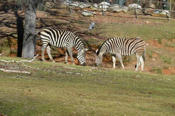 To zebraer - Stock-foto