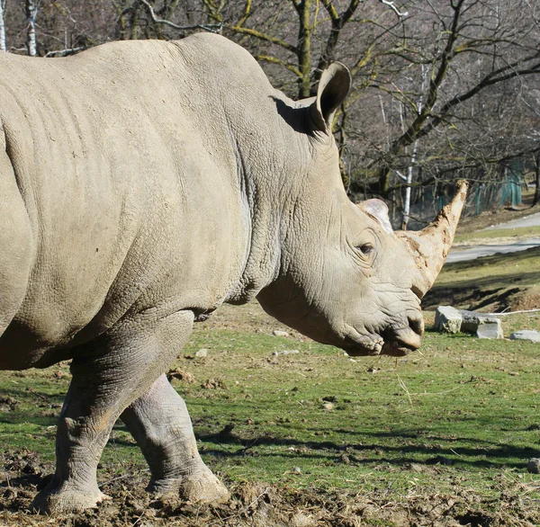 Rhinoceront — Stock fotografie